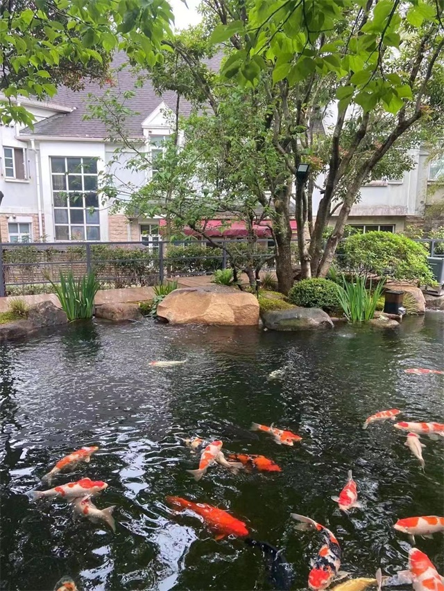 魚池自然過濾
