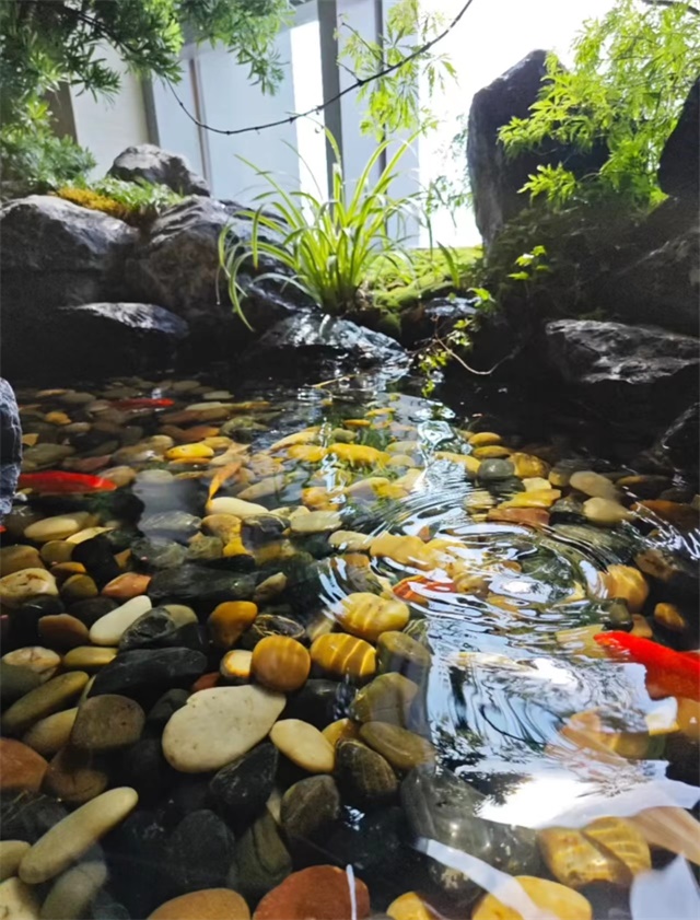 錦鯉魚池過濾設備